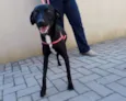 Rafa