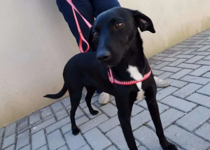 Cachorro ra a SRD idade 1 ano nome Rafa