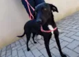 Rafa