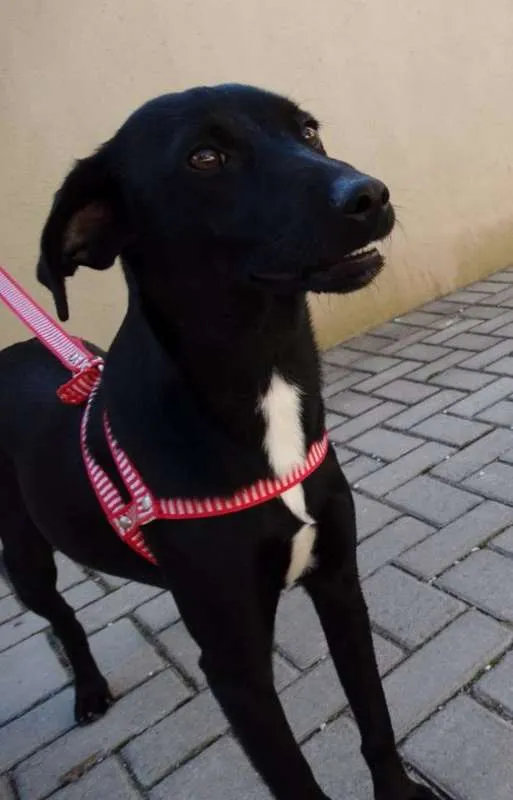 Cachorro ra a SRD idade 1 ano nome Rafa