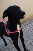 Rafa