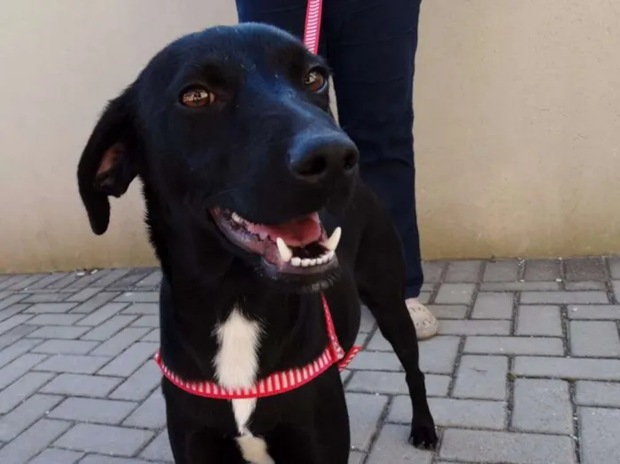 Cachorro ra a SRD idade 1 ano nome Rafa