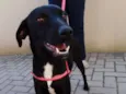 Rafa