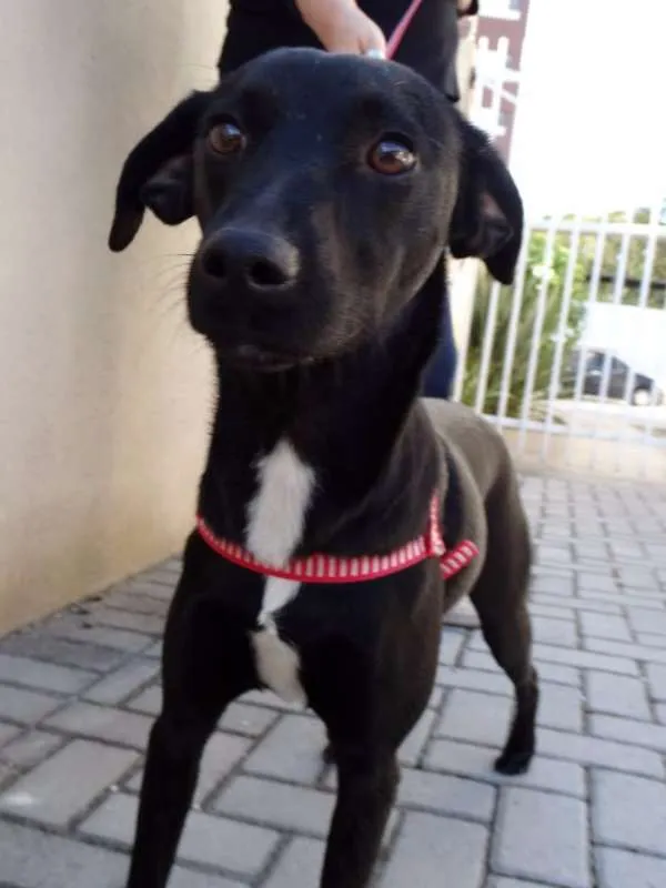 Cachorro ra a SRD idade 1 ano nome Rafa