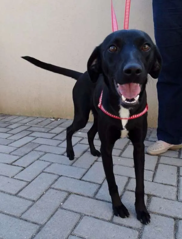 Cachorro ra a SRD idade 1 ano nome Rafa