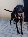 Rafa