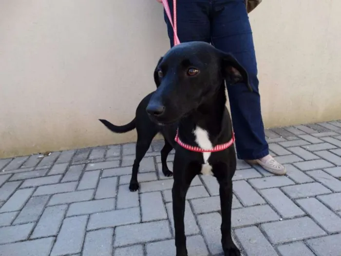 Cachorro ra a SRD idade 1 ano nome Rafa