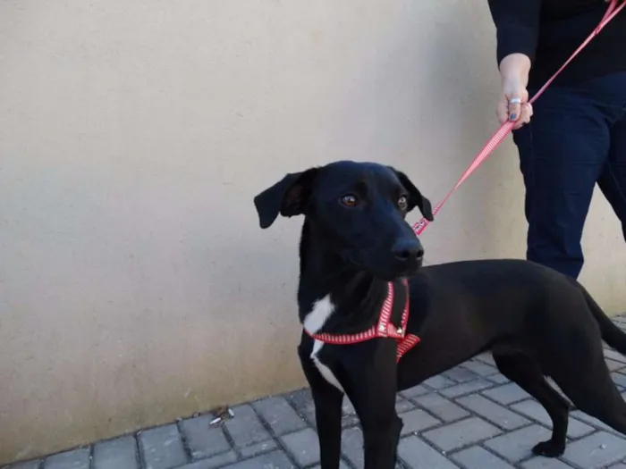 Cachorro ra a SRD idade 1 ano nome Rafa