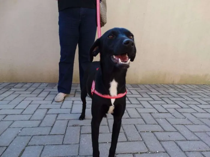 Cachorro ra a SRD idade 1 ano nome Rafa