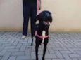 Rafa