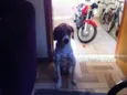 Bob