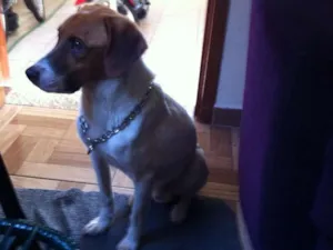 Cachorro raça Mestiço idade 7 a 11 meses nome Bob