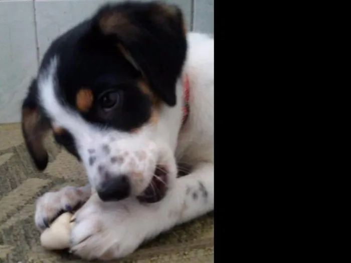 Cachorro ra a SRD idade 1 ano nome Bel