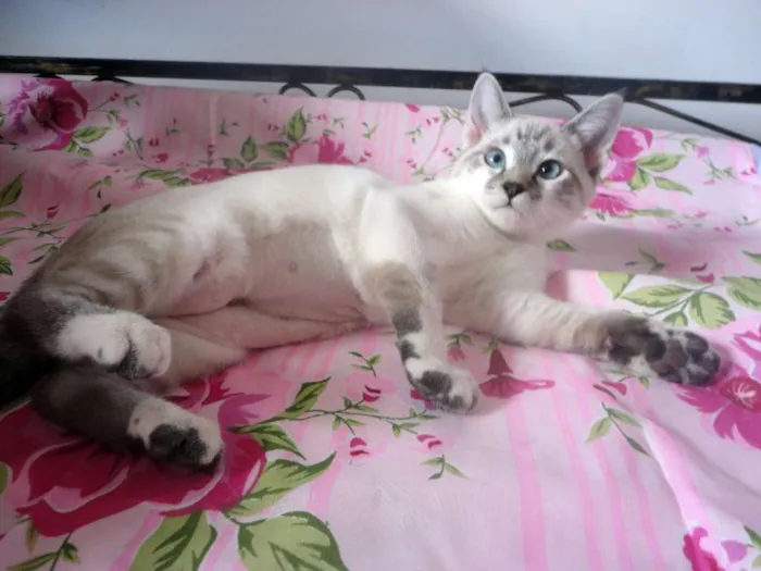 Gato ra a SRD idade 2 a 6 meses nome Flor