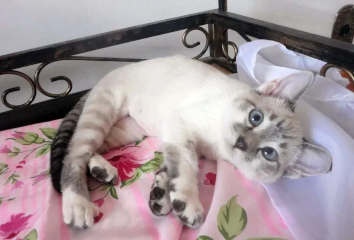 Gato ra a SRD idade 2 a 6 meses nome Flor