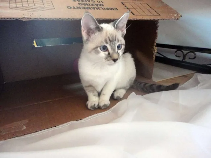 Gato ra a SRD idade 2 a 6 meses nome Flor