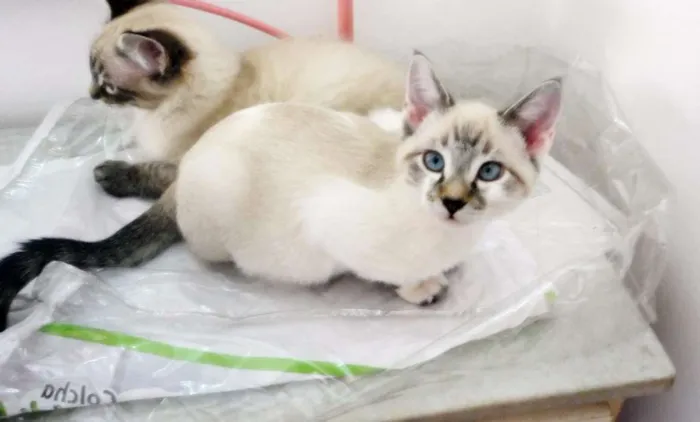 Gato ra a SRD idade 2 a 6 meses nome Flor