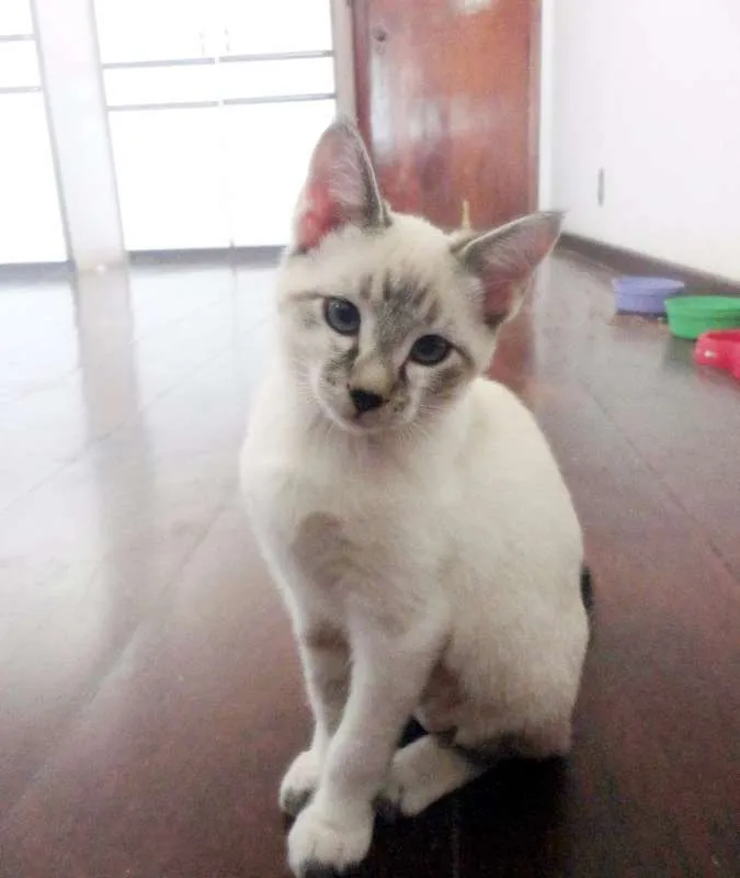 Gato ra a SRD idade 2 a 6 meses nome Flor
