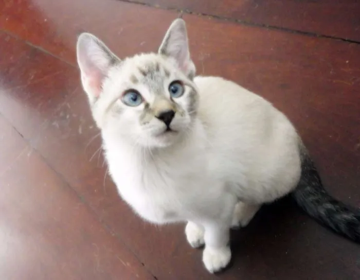 Gato ra a SRD idade 2 a 6 meses nome Flor