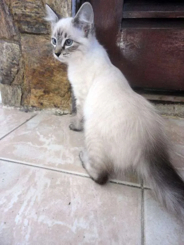 Gato ra a SRD idade 2 a 6 meses nome Liz