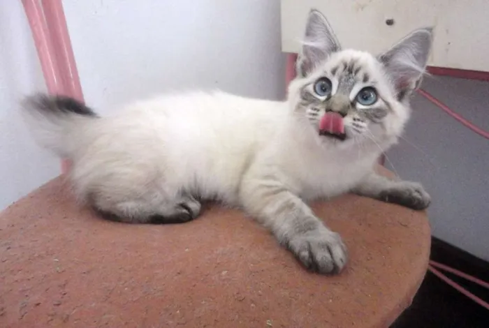Gato ra a SRD idade 2 a 6 meses nome Liz