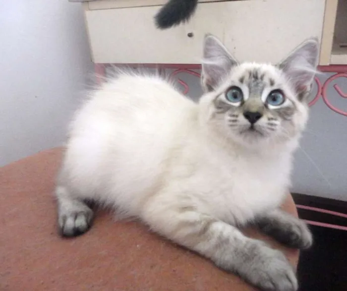 Gato ra a SRD idade 2 a 6 meses nome Liz