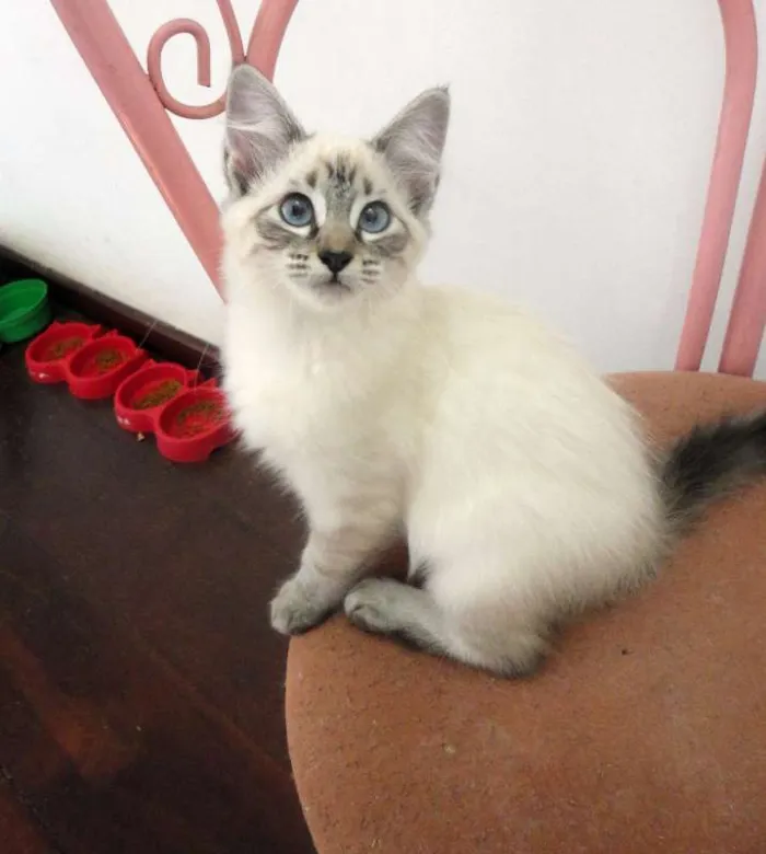 Gato ra a SRD idade 2 a 6 meses nome Liz