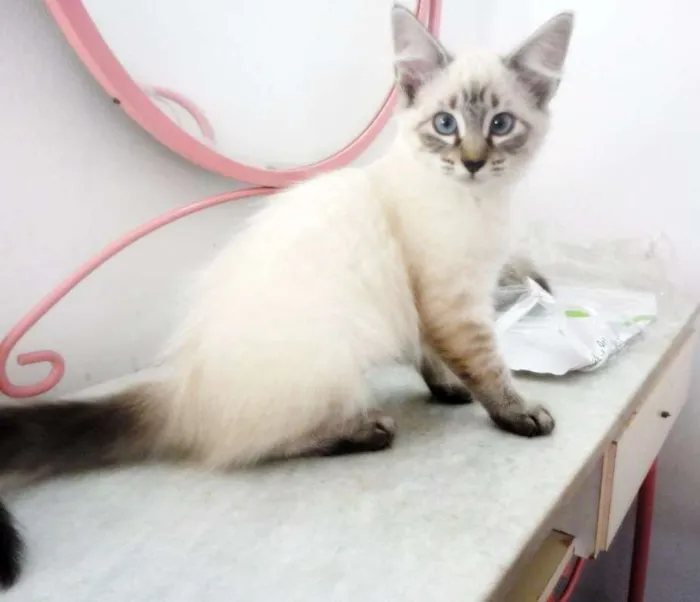Gato ra a SRD idade 2 a 6 meses nome Liz