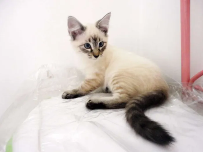 Gato ra a SRD idade 2 a 6 meses nome Liz