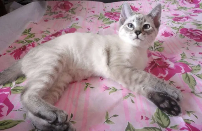 Gato ra a SRD idade 2 a 6 meses nome Eddie