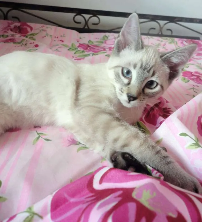 Gato ra a SRD idade 2 a 6 meses nome Eddie