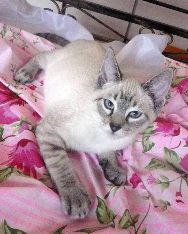 Gato ra a SRD idade 2 a 6 meses nome Eddie