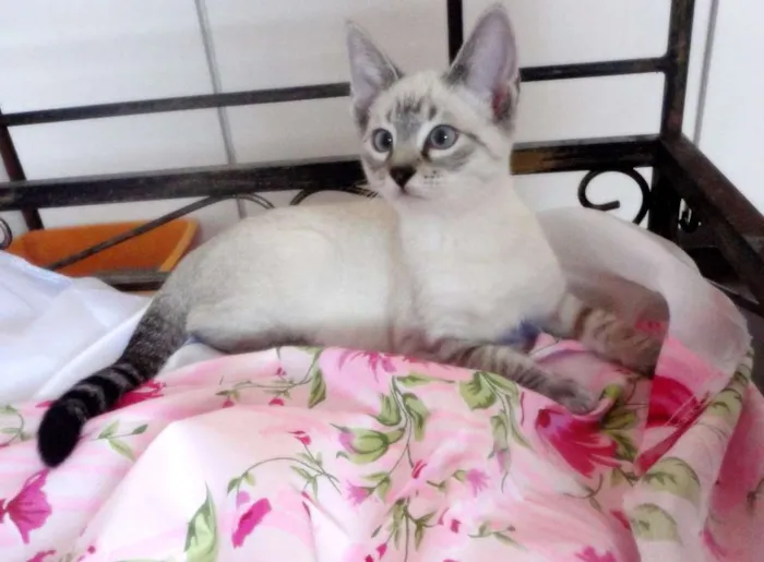 Gato ra a SRD idade 2 a 6 meses nome Eddie