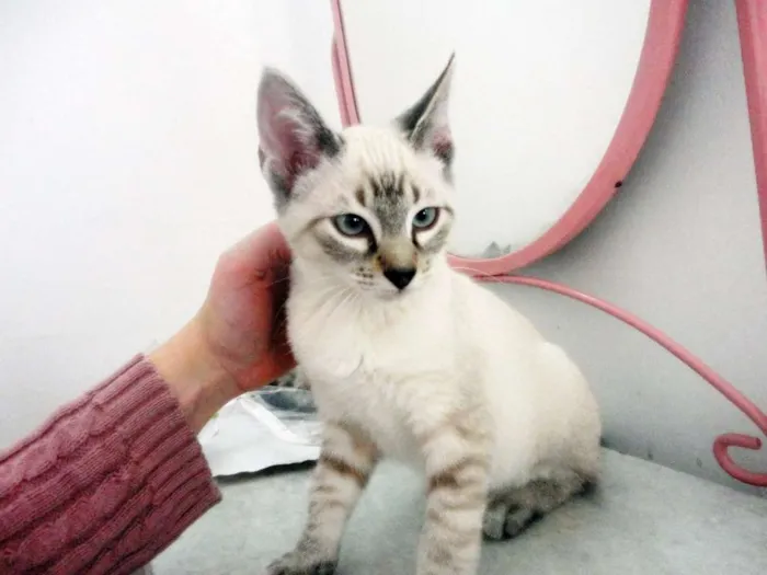 Gato ra a SRD idade 2 a 6 meses nome Eddie