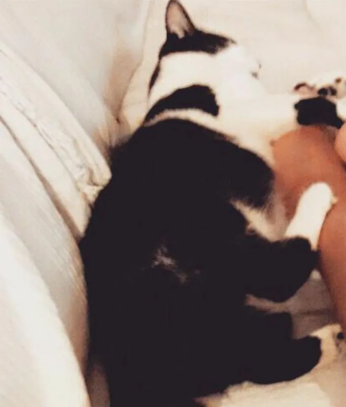 Gato ra a SRD idade 3 anos nome Ariel e Marie