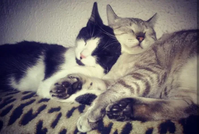 Gato ra a SRD idade 3 anos nome Ariel e Marie