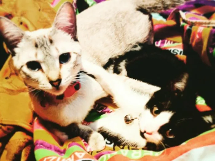 Gato ra a SRD idade 3 anos nome Ariel e Marie