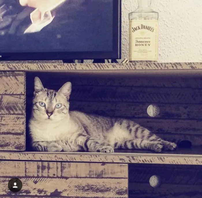 Gato ra a SRD idade 3 anos nome Ariel e Marie