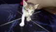 gatos