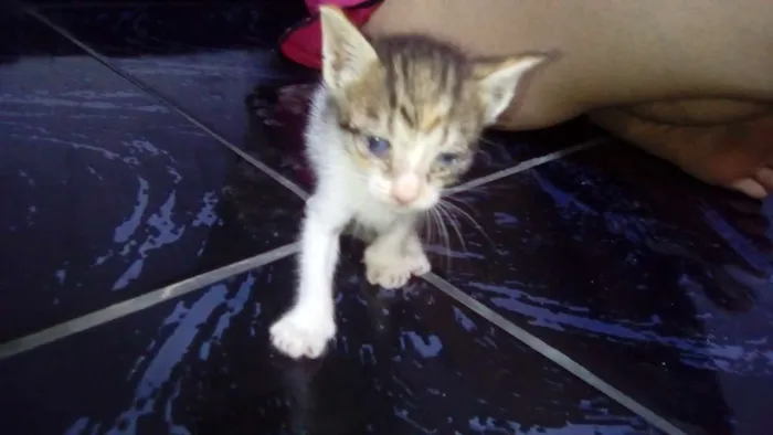 Gato raça  idade Abaixo de 2 meses nome gatos