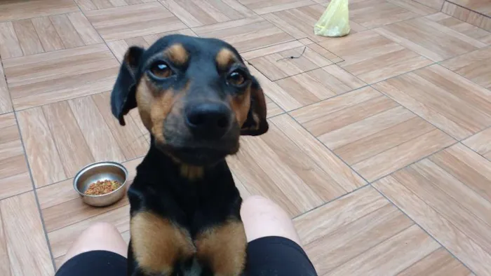 Cachorro ra a Vira lata  idade 7 a 11 meses nome Joaquina