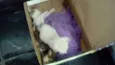 gatos