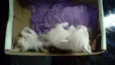 gatos