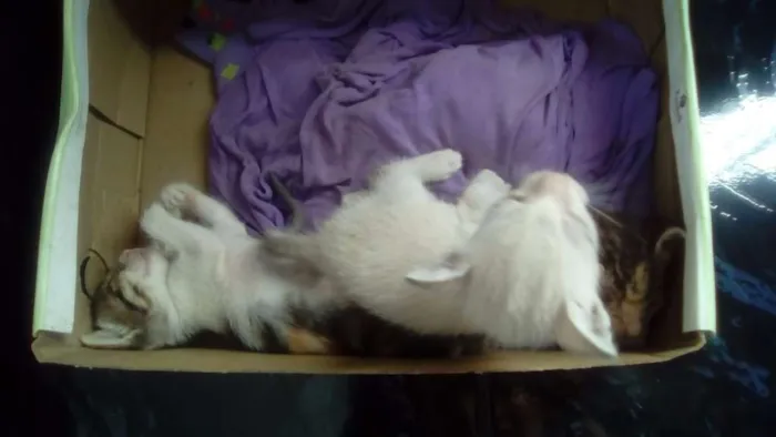 Gato raça  idade Abaixo de 2 meses nome gatos