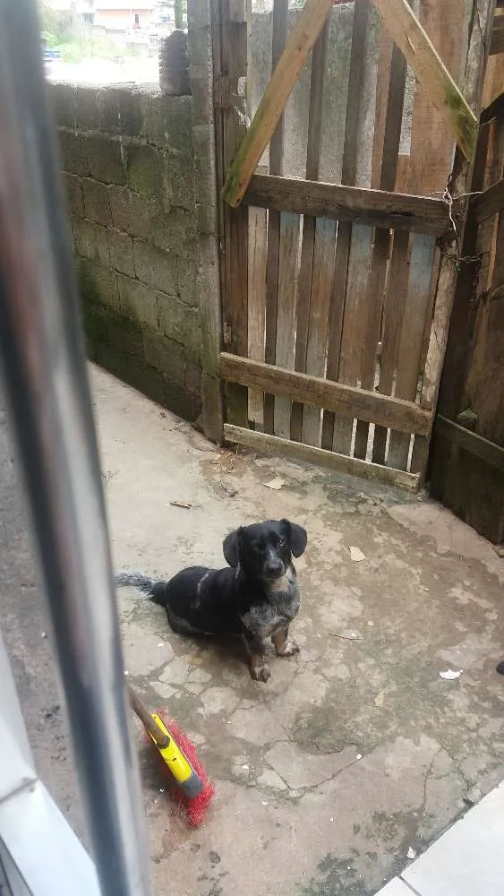 Cachorro ra a Desconhecida idade 2 anos nome Valente