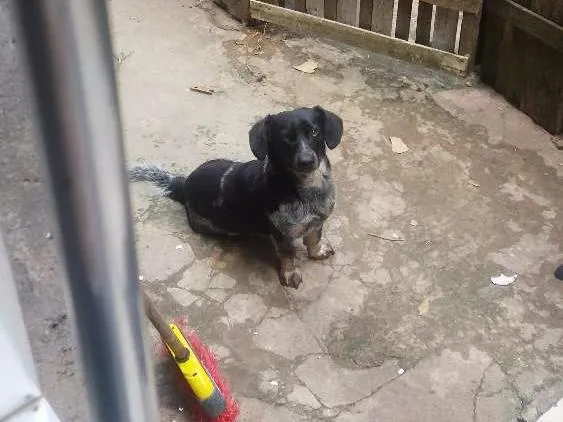 Cachorro ra a Desconhecida idade 2 anos nome Valente