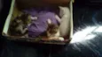 gatos