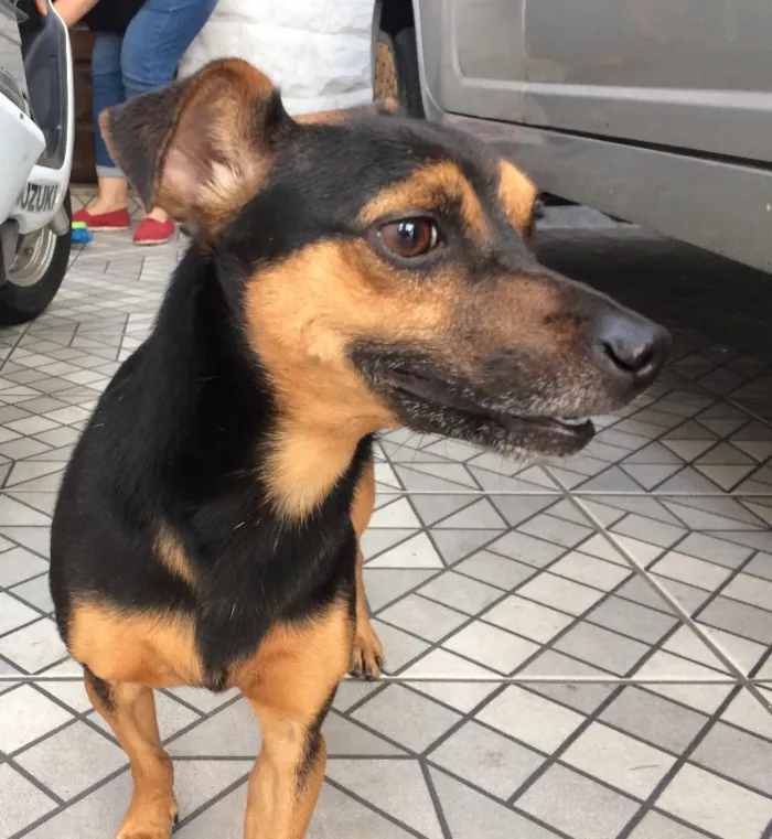 Cachorro ra a mestiço de Pinscher idade 5 anos nome Bob