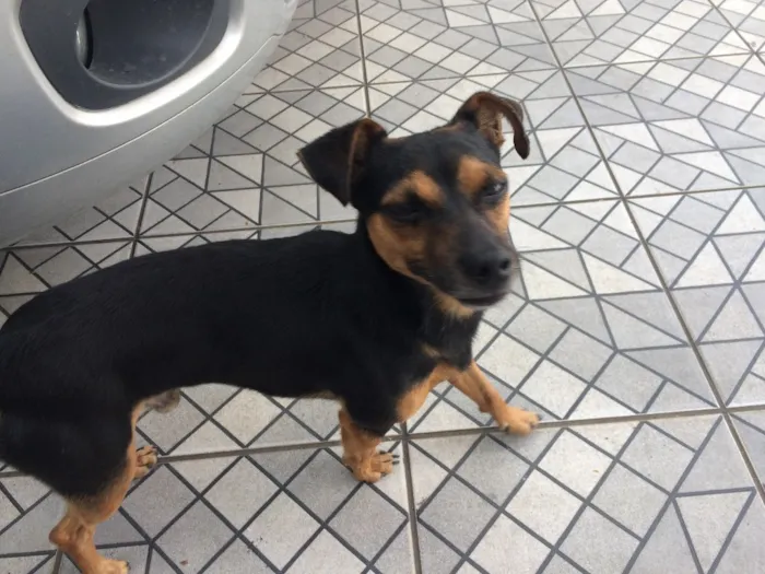 Cachorro ra a mestiço de Pinscher idade 5 anos nome Bob