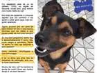 Cachorro raça mestiço de Pinscher idade 5 anos nome Bob